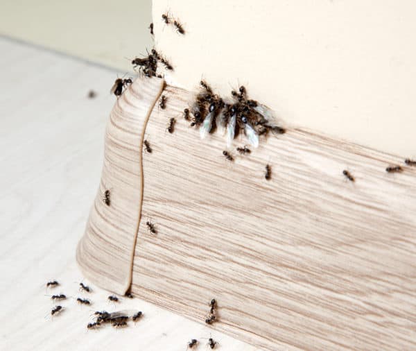 Read more about the article Που κρύβονται τα Μυρμήγκια;