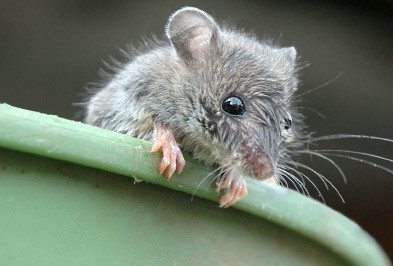 Read more about the article Μπορούμε να ξεφορτωθούμε τελείως τα Ποντίκια;