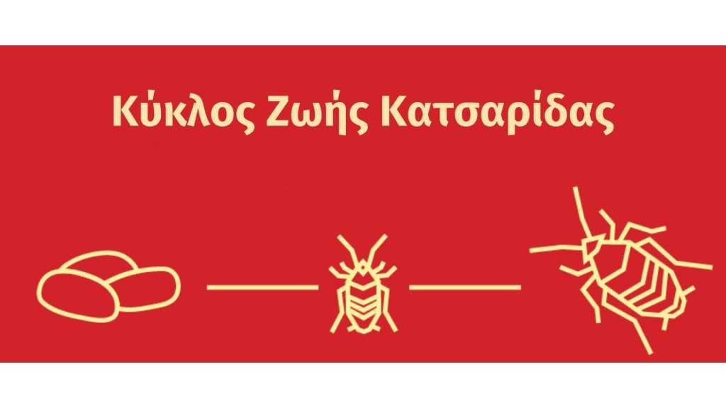 Read more about the article Κύκλος Ζωής Κατσαρίδας